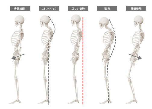 人体骨格図 A3サイズ 日本語 人体解剖学チャート ポスターサイズ 頭部と