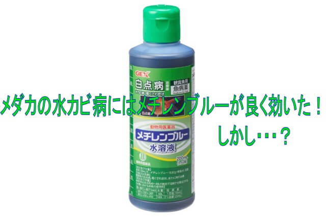 ニホンイシガメの水カビ病・原因と自宅でできる治療法 - 日本石亀,イシガメ,和亀,イシガメ販売,イシガメブリーダ