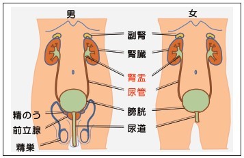 尿路ストーマの場合，排泄の方法はどのように変わるの？看護roo! カンゴルー