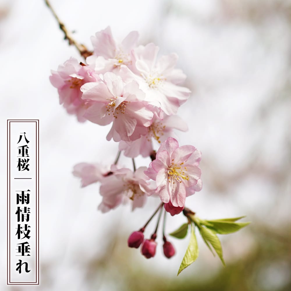 気が立つ の意味と使い方や例文 慣用句– ことわざ・慣用句の百科事典