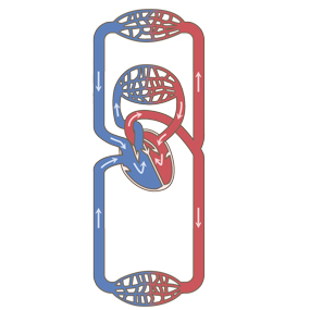 英語で各部位の名称が記載された循環器系のシンプルなイラストのイラスト素材59109326- PIXTA