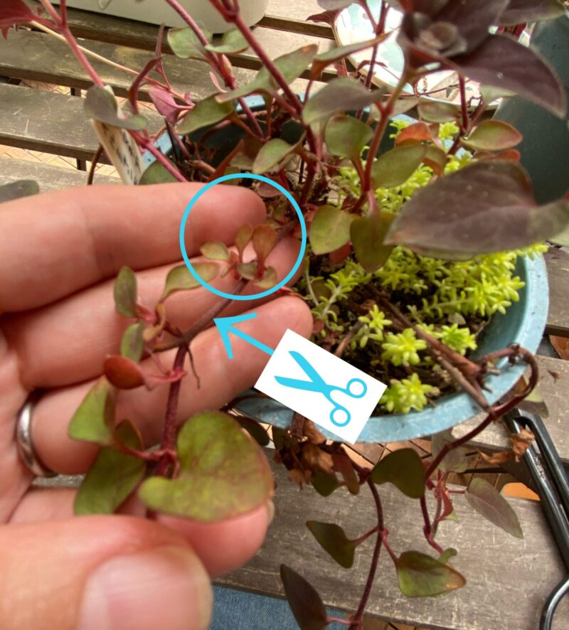 リシマキア・ヌンムラリアの育て方！グランドカバーの管理方法を紹介！BOTANICA