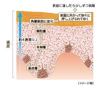 健康な皮膚がもっている生理作用って何？皮膚の生理機能：バリア機能など