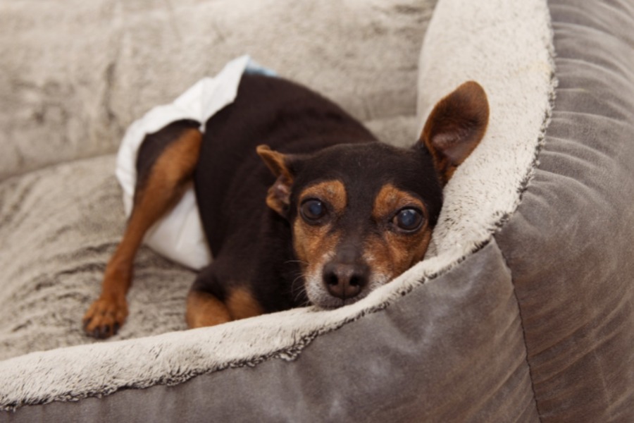 獣医師監修 犬の生理 ヒート とは？生理期間や必要なケア、注意点を紹介