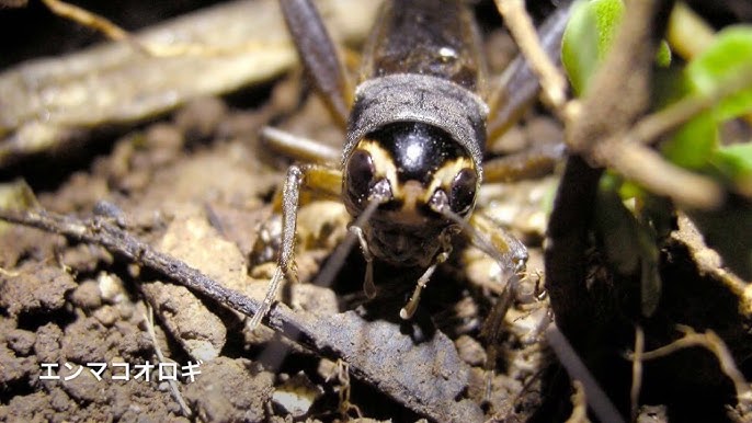 あそべるずかん「昆虫クエスト」実績紹介ネオス株式会社 - 知育・教育 事業