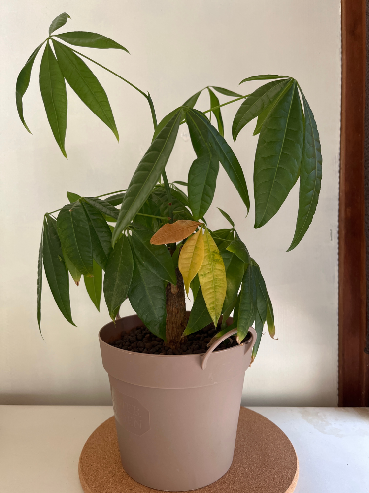 ウンベラータ挿し木チャレンジ 2022.5.3〜🍀GreenSnap グリーンスナップ