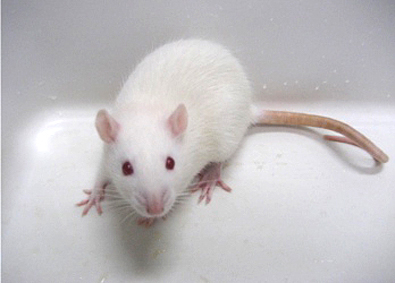 インター小動物 ラット＆マウスのご紹介を！名古屋のペットショップRemix リミックス・ペポニ