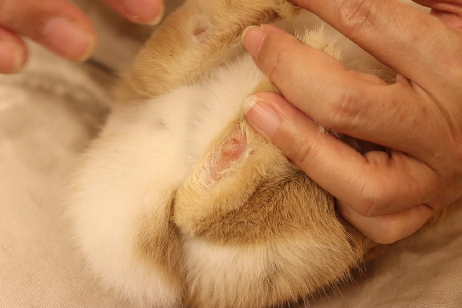 かいぬし冬のかさかさ対策と梅ちゃんのお風呂の結果デグーのぼんてん