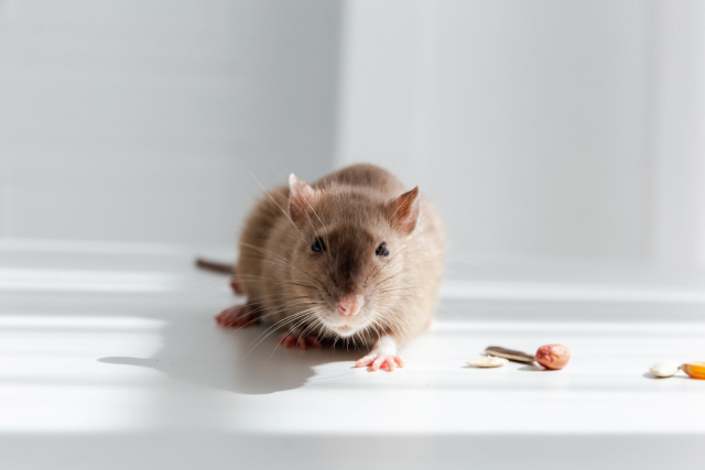 スーパーラットの正体を徹底解説！毒餌が効かないネズミの特徴・駆除方法ねずみ110番