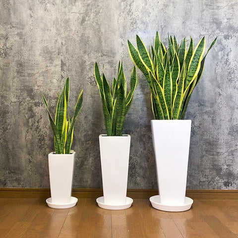 サンスベリア ファーンウッド 4寸○風水○耐陰性植物○観葉植物○空気清浄○初心者におすすめ公式 シャン・ド・フルール鹿児島の花と観葉植物のお店