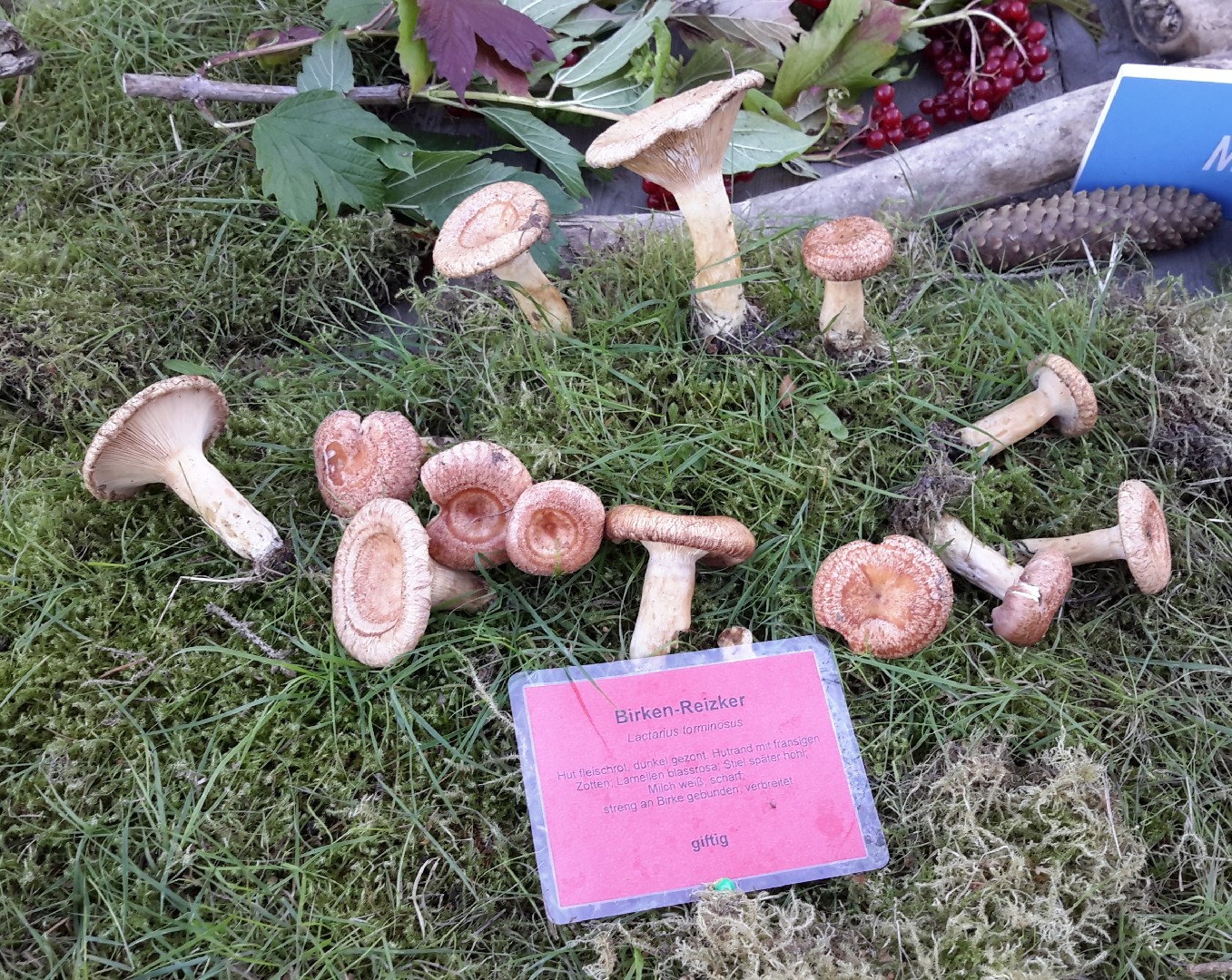 アカハツタケ、その風味で高く評価されている食用野生のキノコの写真素材・画像素材 Image 167027834