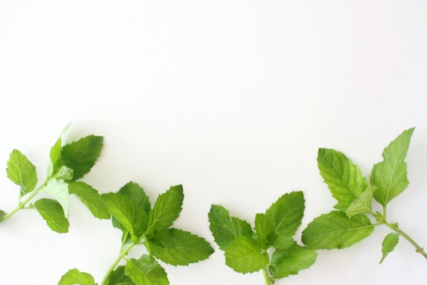 ガーデニング 育てて楽しい多年草ハーブ マロウ の栽培方法と活用アイデア3選ゆうゆうtime