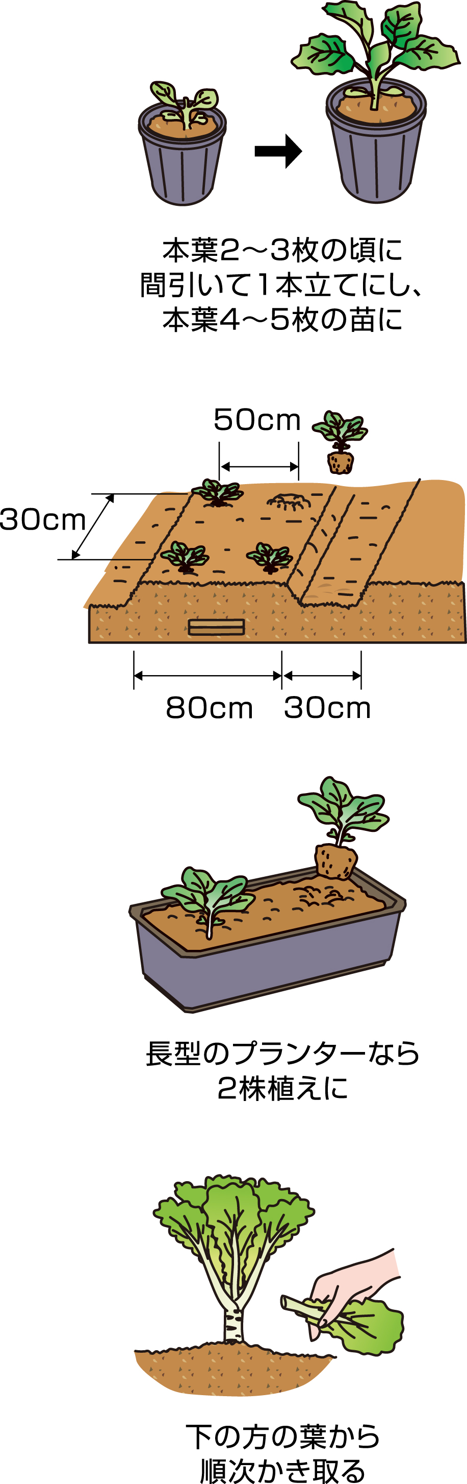 ワケギのプランター栽培初心者が収穫できる育て方のコツ家庭菜園インフォパーク