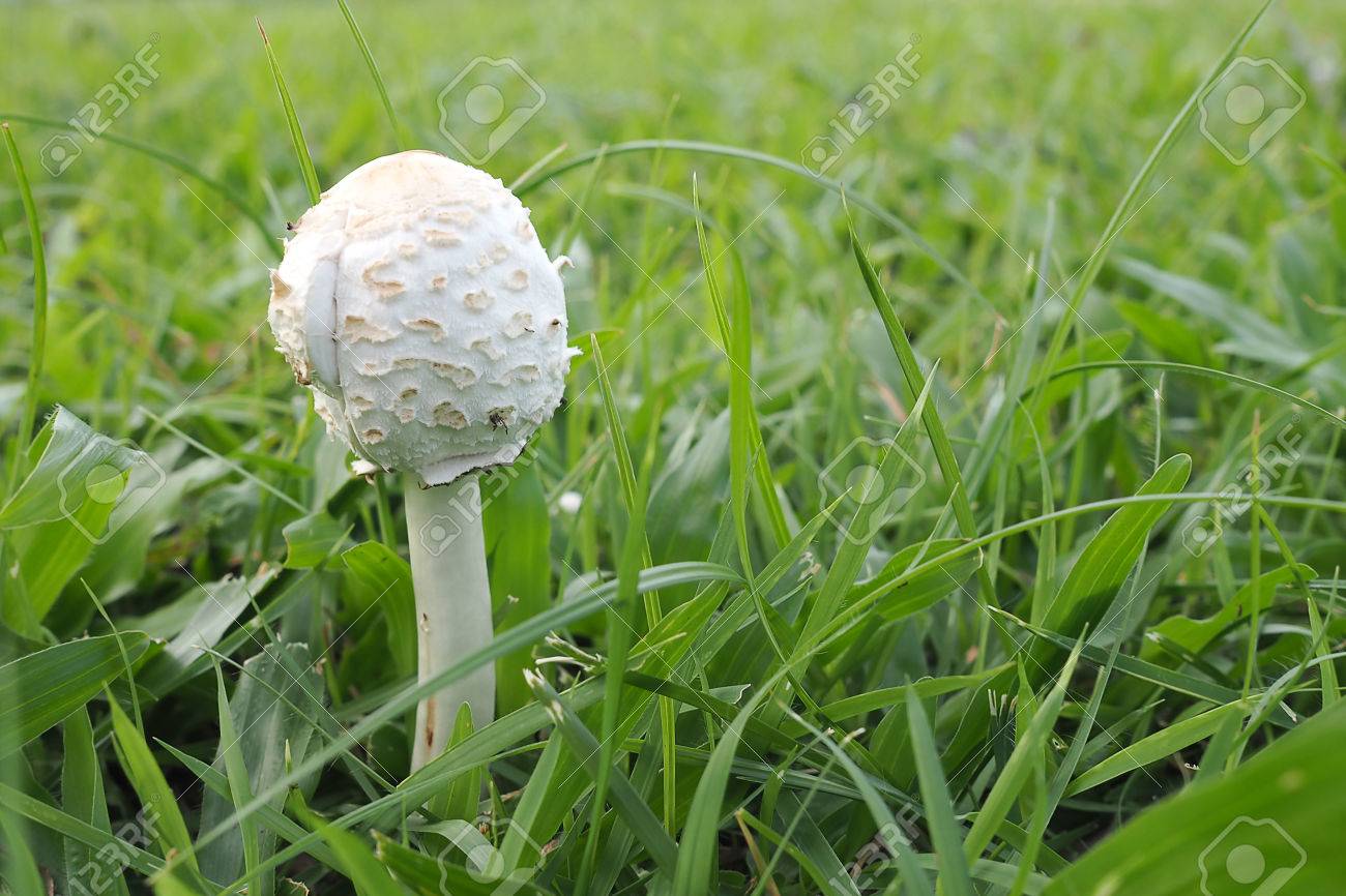 毒シリーズ第2弾！白いキノコは”死の天使”？1本食べると