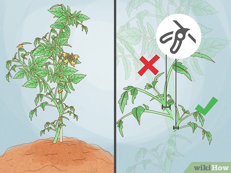 トマトの剪定方法！摘心・わき芽かきのやり方をわかりやすく図解で解説