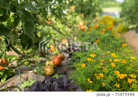 コンパニオンプランツ」で家庭菜園を楽しく快適に！ 季節・暮らしの話題 2016年05月22日- 日本気象協会 tenki.jp