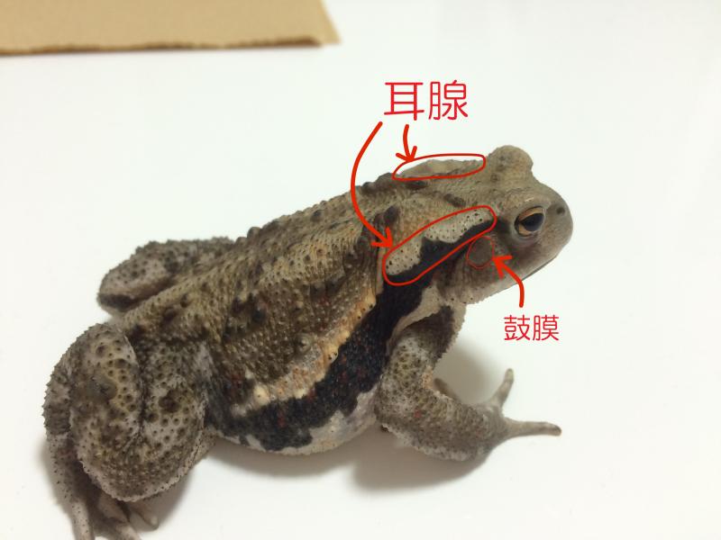 カエルは世界最強の生き物？美しい毒ガエルたちの秘密水族館の生き物たち池袋・サンシャイン水族館