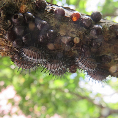 梅の木の力？自然と毛虫が絶滅してる水のように ～自然の力にまかせた梅干づくり～