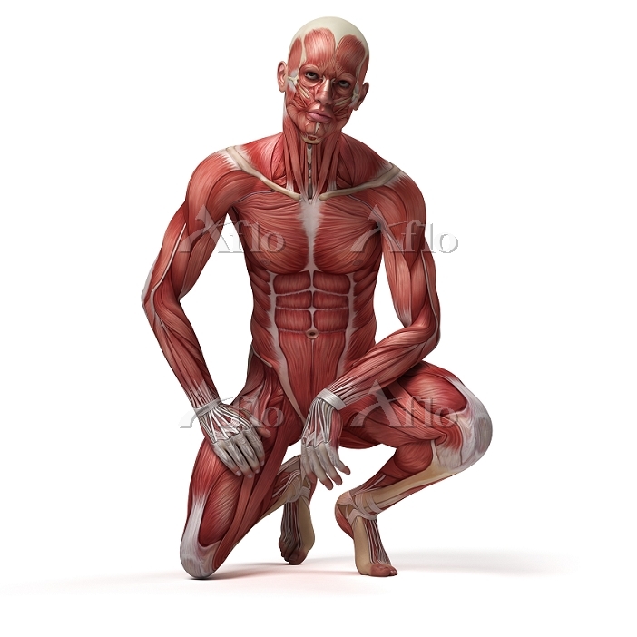 人体の骨格、筋肉系、血管、臓器の構造. ストックベクター ©ideyweb 244156410