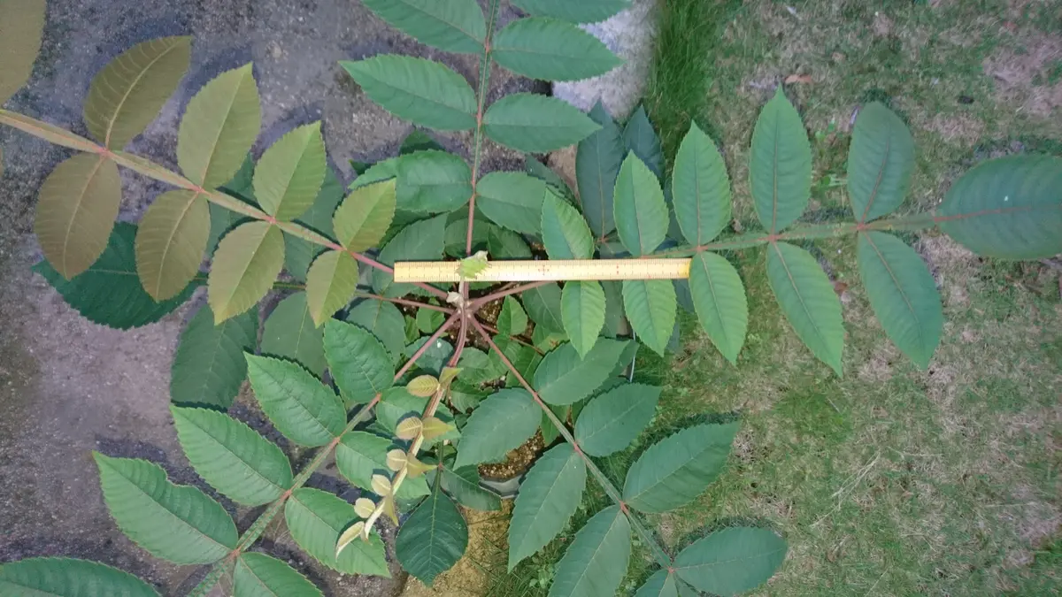 触れるな危険！山でかぶれる植物：ウルシの仲間の見分け方