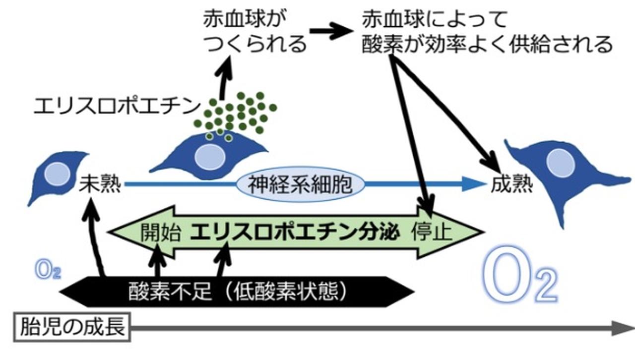 8-8 貧血治療薬こはく堂薬局