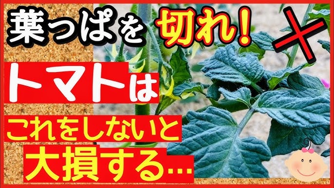 またもや、逆さま栽培🍀GreenSnap グリーンスナップ