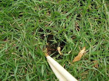 コトブキ工芸 すごいんです コケ防止 淡水用 150mLチャーム