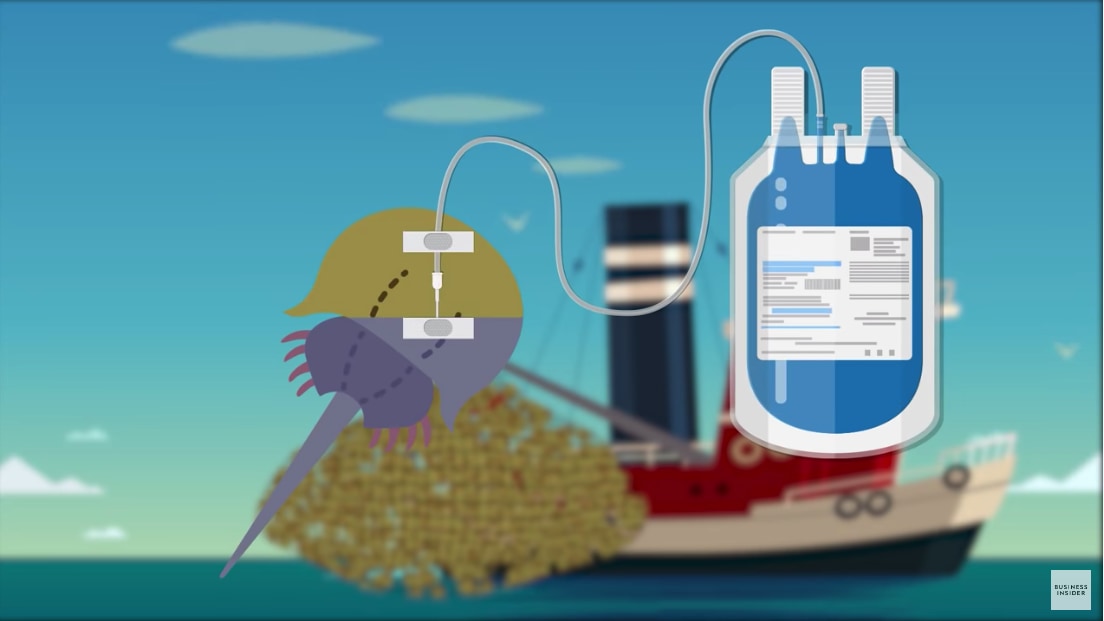 人類の命を救う「青い血」を持つカブトガニを守るため遺伝子工学が用いられている - GIGAZINE