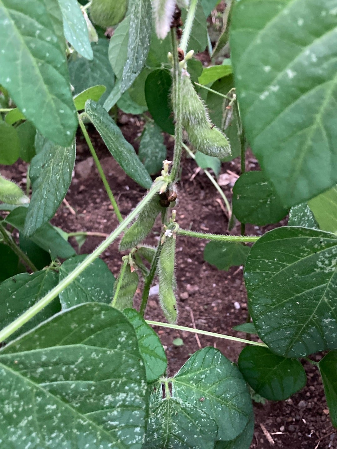 スイスチャード フダンソウ の水やり頻度や時間帯は？野菜の育て方・栽培方法