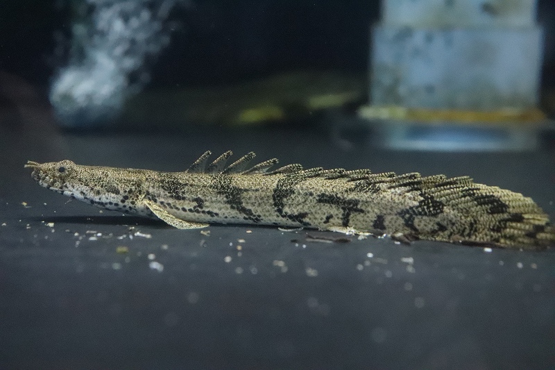 エンボス加工完全ガイド：デボスとの違い・仕組み・版の種類をまとめて紹介 - ツジカワ株式会社