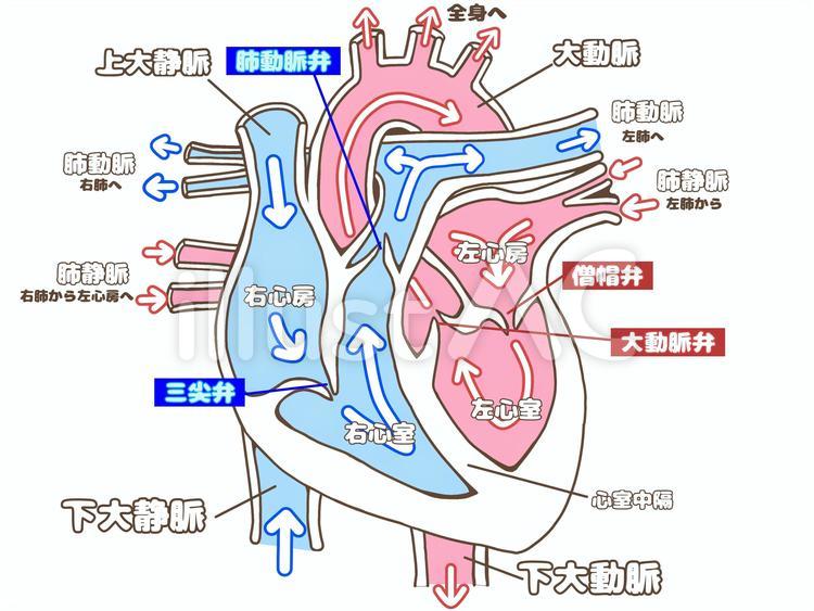 循環系イラスト無料イラスト・フリー素材なら「イラストAC」