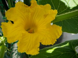 葉が枯れる！雌花が咲かない！かぼちゃ栽培のよくある疑問５つと対処法