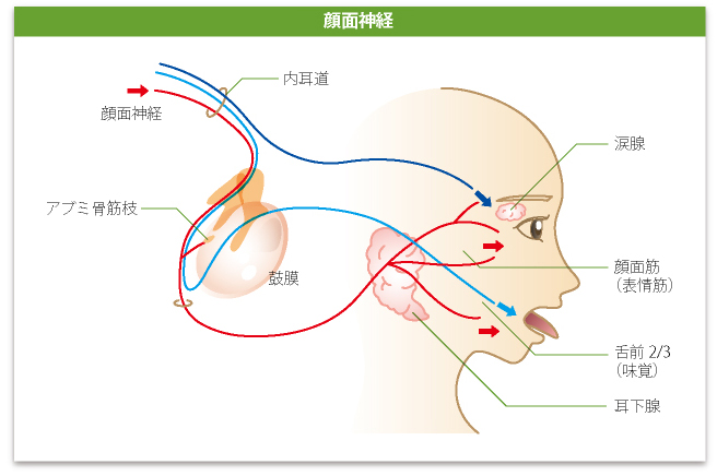 扁桃炎はうつる？扁桃炎の症状や原因を紹介！つばさ在宅クリニック西船橋 船橋市の内科外来と訪問診療