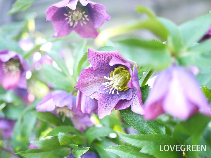 キッチンガーデンに！ 実用的で葉や花もきれいな10の多年生ハーブELLE DECORエル・デコ