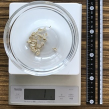 オートミールのカロリーは高い？1食分の目安や白米との比較で徹底解説！お菓子・パン材料・ラッピングの通販 cotta＊コッタ