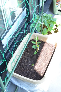 超美味しい！ 四角豆 シカクマメ ，うりずん豆について解説！ 沖縄伝統野菜糸満フルーツ園 けんちゃん