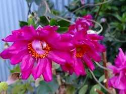 萩 - 🌸🌸扉の向こうに🌸🌸