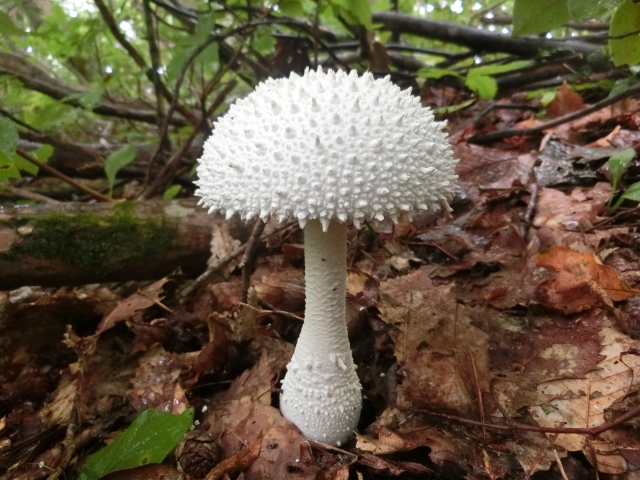 シロオニタケ きのこ図鑑・撮れたてドットコム