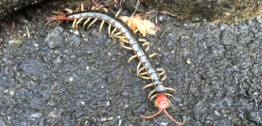 虫 毛虫 接写 気持ち悪いの写真素材 - PIXTA