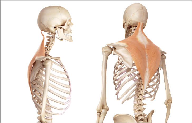 自宅で男らしい太い首を作る筋トレ