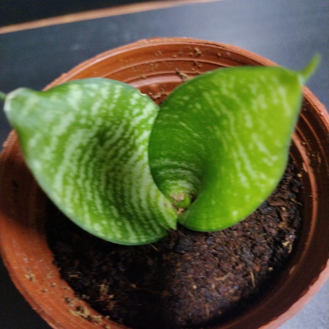 サンスベリアは玄関にピッタリ！風水Upおしゃれ空間&おすすめ通販ガイド