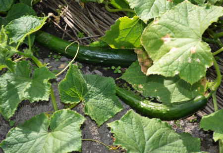 かぼちゃ栽培をほったらかしで成功させる！初心者でも簡単な栽培ガイド観葉植物のある暮らし