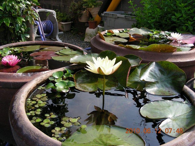 今年初めてスイレンに肥料を投入。メダカも元気です。」 - kanayon.mさんのバルコニー・ベランダの水生植物 7 11- イエナカ手帖