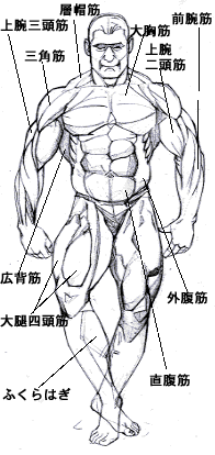 筋肉の描き方や覚えるポイントを紹介！イラスト・マンガの描き方講座パルミ