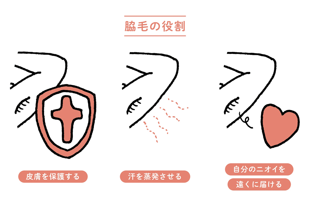 わき毛をカットする男性のクローズアップの写真・画像素材-Snapmart スナップマート