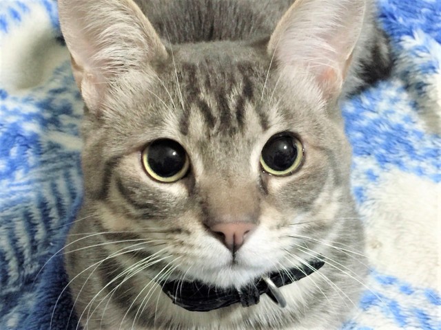 大きなクチバシで平たい形状が特徴の、ヒロハシサギをご紹介💁‍♀ 広いクチバシのサギの仲間という意味もあり、名前の由来にもなっています🙌基本的に夜行性でクリクリの大きな黒目がかわいいですね😍 また冠羽が黒色をしており、背中まで伸びているのも美しいです