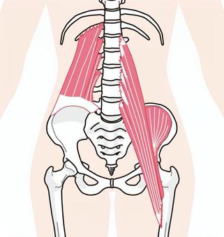70点を超える腸腰筋のイラスト素材、ロイヤリティフリーのベクター素材グラフィックスとクリップアート - iStock
