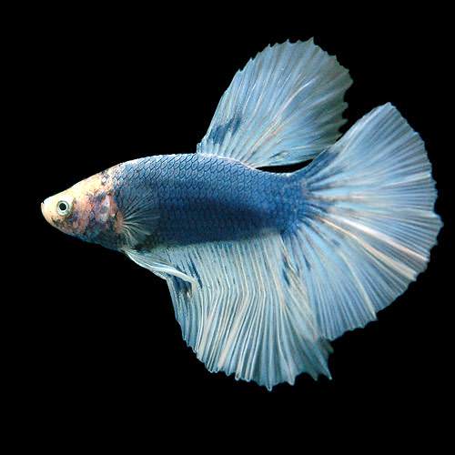 リシアでレイアウト水槽を作る 小型水槽フィルターなし その２ワタクシ水槽