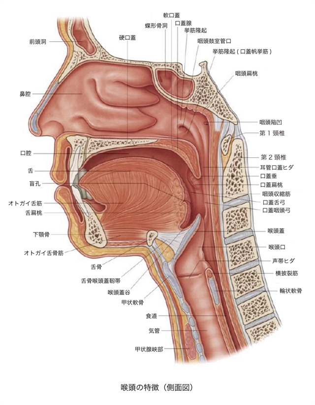 咽頭・喉頭の解剖用語ガストロ用語集 2023 「胃と腸」47巻5号より gastropedia ガストロペディア消化器にかかわる医療関係者のために