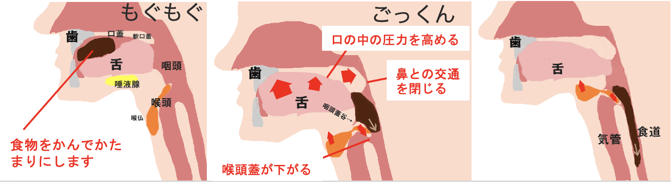 人間の気管の構造舌骨喉頭隆起左右の気管支甲状軟骨ベクトル図Premiumベクトル素材